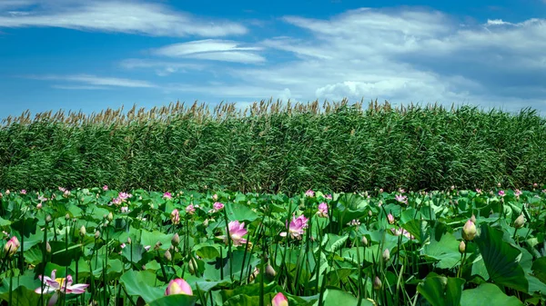 Vallei Van Bloeiende Lotussen Een Meer Stockfoto