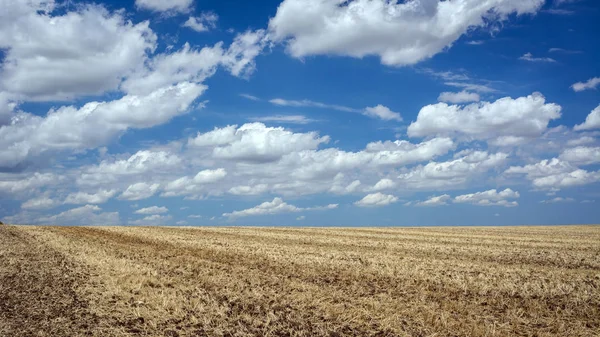 Field Harvested Crop Wheat — Stock Photo, Image