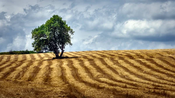 Поле Зібраного Врожаю Пшениці — стокове фото