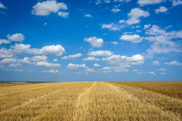 Поле Сбора Урожая Пшеницы Лицензионные Стоковые Изображения