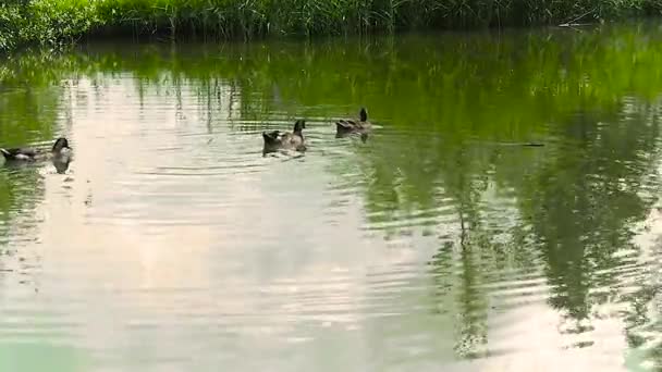 野生のアヒルは 夏の日に食べ物を求めて 湖や池の水の中で単に泳ぐ — ストック動画