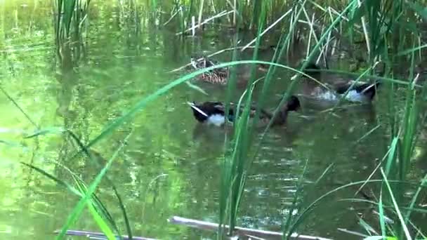 Wilde Eenden Vijver Voeden Tussen Struiken Middelgroot Plan — Stockvideo