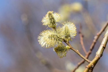 Güneşli bir bahar Kızılağaç çiçekler.