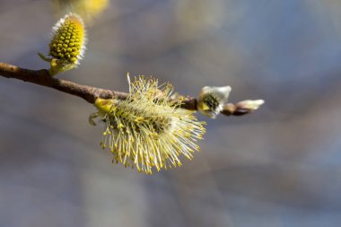 Kızılağaç ile resim.