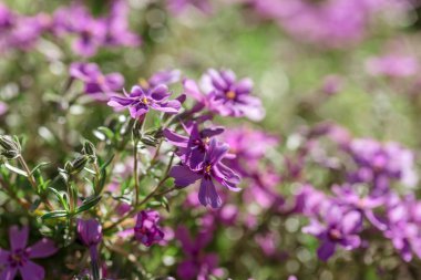 Phloxes ile görüntü