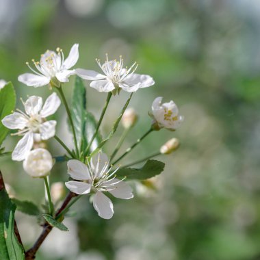 Bahar çiçeği arka plan. Çiçek açan ağaç doğa sahne.