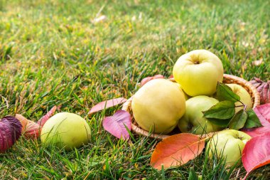 Taze sonbahar elma yeşil çim bir arka plan üzerinde.