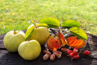 Taze Bahçe elma ve bir eski güdük fındık.