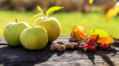 Taze Bahçe elma ve bir eski güdük fındık.