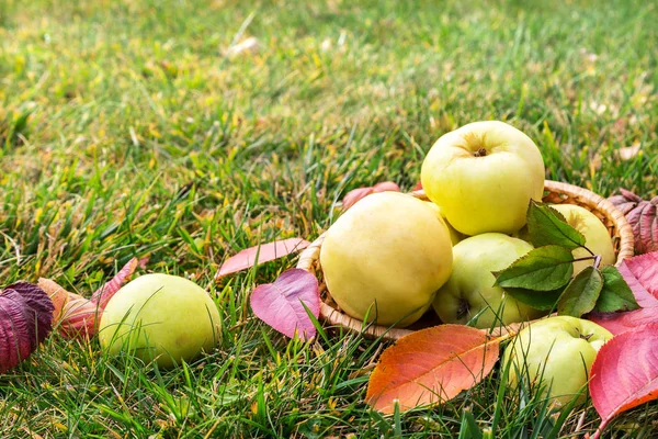 Pommes Automne Fraîches Sur Fond Herbe Verte — Photo