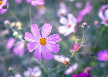 Alanında bir güneşli yaz günü papatya.
