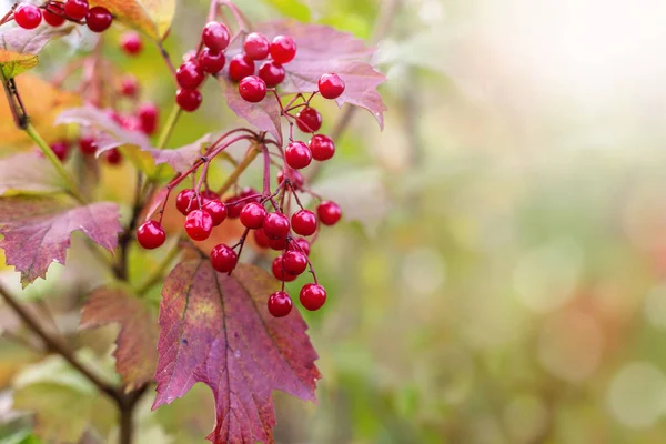 Ramo Con Bacche Rosse Viburno Sfondo Autunnale — Foto Stock