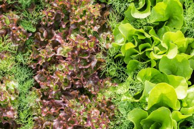 Bahçe bir yama üzerinde büyüyen salata yaprakları.