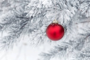 Çam dalında kırmızı Noel topları, buzla kaplı. Noel kartı. Metin için Boşluğu Kopyala.