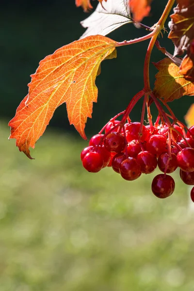 Ramo Com Viburnum Bagas Vermelhas Fundo Outono — Fotografia de Stock