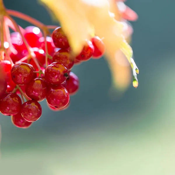 Větev Červenými Bobulemi Viburnum Podzimním Pozadí — Stock fotografie