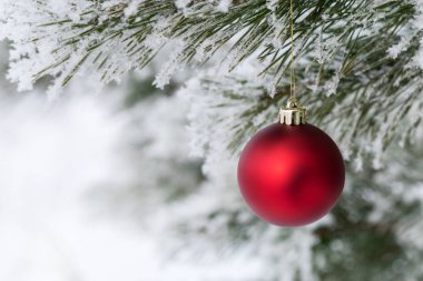 Çam dalında kırmızı Noel topları, buzla kaplı. Noel kartı. Metin için Boşluğu Kopyala.