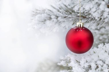 Çam dalında kırmızı Noel topları, buzla kaplı. Noel kartı. Metin için Boşluğu Kopyala.