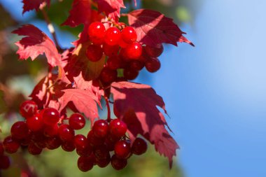 Sonbahar arkaplanında kırmızı böğürtlenli viburnum.