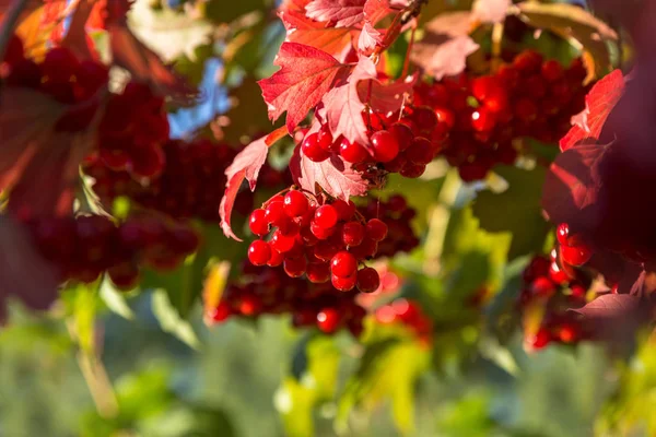 Ramo Com Viburnum Bagas Vermelhas Fundo Outono — Fotografia de Stock