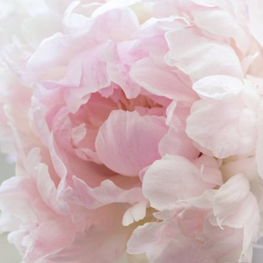 Şakayıklı görüntü