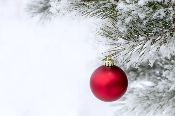 Çam Dalında Kırmızı Noel Topları Buzla Kaplı Noel Kartı Metin — Stok fotoğraf