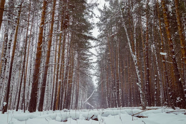 Camino Abandonado Cubierto Nieve Bosque Pinos Tonificación Rosa — Foto de Stock