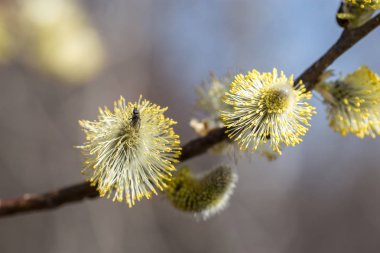 Kızılağaç ile resim.