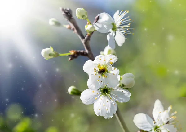 Frühlingsblüte Weiße Blüten Eines Kirschbaums Auf Einem Frühlingshintergrund — Stockfoto
