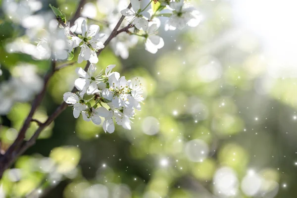 Spring Flowering White Flowers Cherry Tree Spring Background — Stock Photo, Image