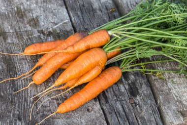 Taze yaprakları ile tüm havuç yıkanmış