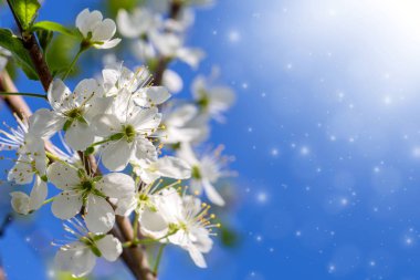 Bahar çiçekleri - Bahar arkaplanındaki kiraz ağacının beyaz çiçekleri.