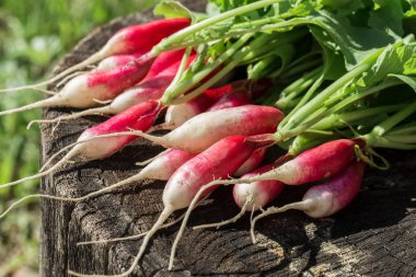 Arka plan bir zemin üzerinde taze turp bir demet.