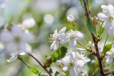 Bahar çiçeği arka plan. Çiçek açan ağaç doğa sahne.