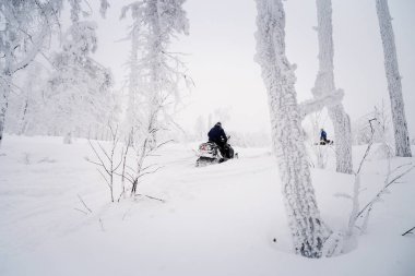 Güney Urallar 'ın dağlarındaki kış ormanlarında hareket eden bir kar aracının atleti..