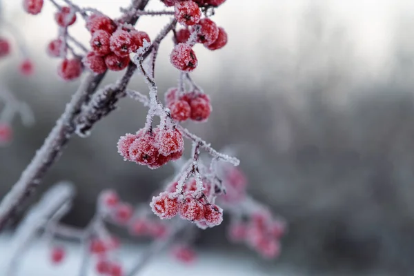 Snötäckta Rönn Tidig Vinter — Stockfoto