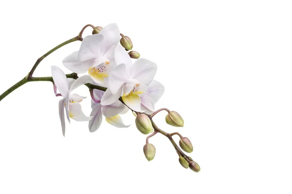 Una Orquídea Blanca Aislada Sobre Una Superficie Blanca — Foto de Stock