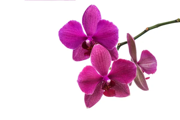 Beyaz Bir Arka Plan Üzerinde Izole Pembe Orkide — Stok fotoğraf