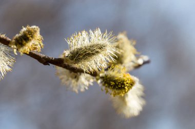 Kızılağaç ile resim.