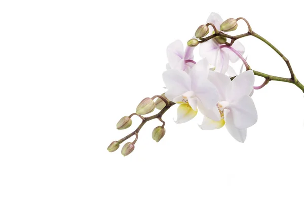 Orkideyle resim — Stok fotoğraf