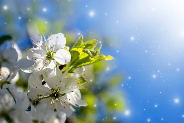 Virág, cseresznye fa. — Stock Fotó