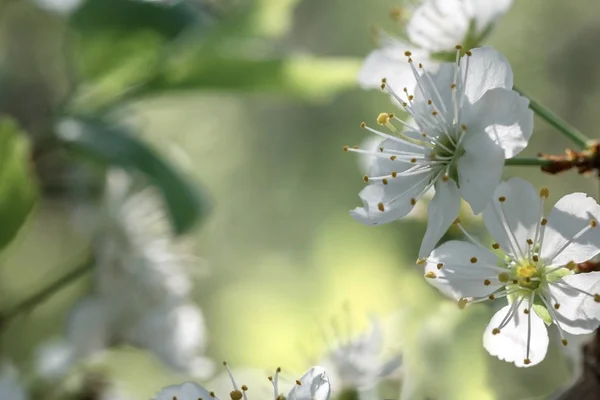 Blume aus Kirschholz. — Stockfoto