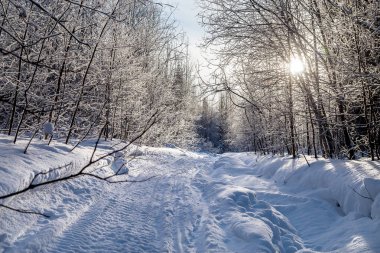 Kış ormanlarına doğru giden kar aracı izleri. Güney Urallar 'ın dağlarında kışın karla kaplı ağaçlar.
