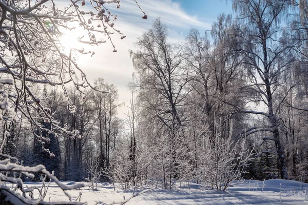 Alberi Innevati Invernali Sulle Montagne Degli Urali — Foto Stock