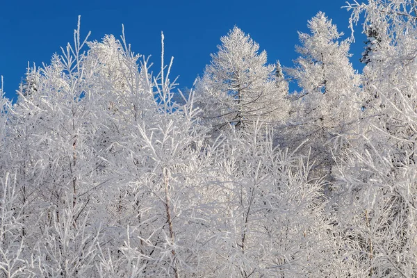 Snowy Tree Branches Blue Sky Heavy Snowfall Ural Mountains — Stock Photo, Image