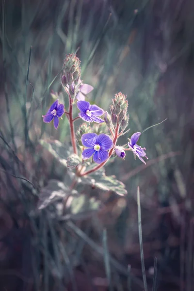 Цветок Вероника Летнем Лугу — стоковое фото
