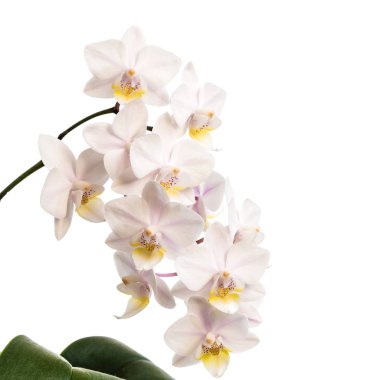Beyaz bir arka plan üzerinde orkide çiçek. Metin için yer kopyalayın.