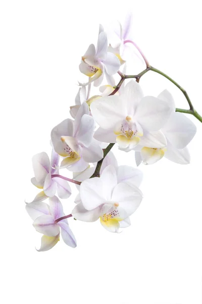 Flor Orquídea Sobre Fondo Blanco Copiar Espacio Para Texto — Foto de Stock
