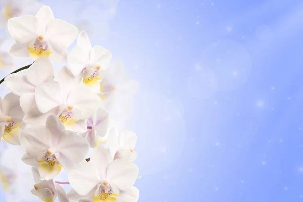 Orchideenblume Auf Blauem Hintergrund Kopierraum Für Text — Stockfoto