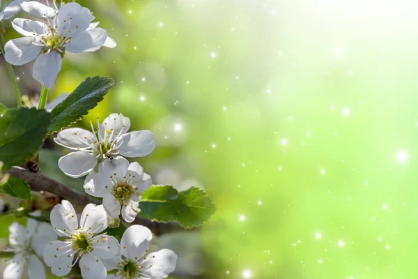 Jarní Květ Bílé Květy Třešně Jarním Pozadí — Stock fotografie